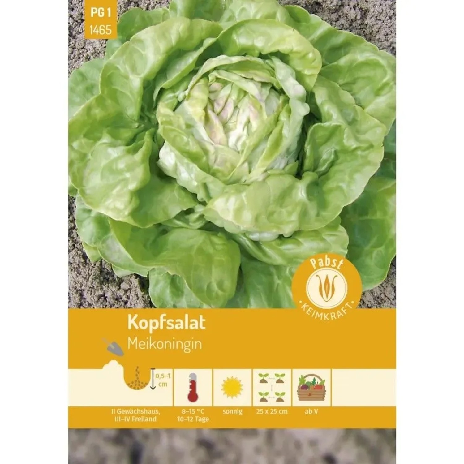 Pabst Keimkraft Kopfsalat Früh & Treibfähig Meikoningin Saatgut