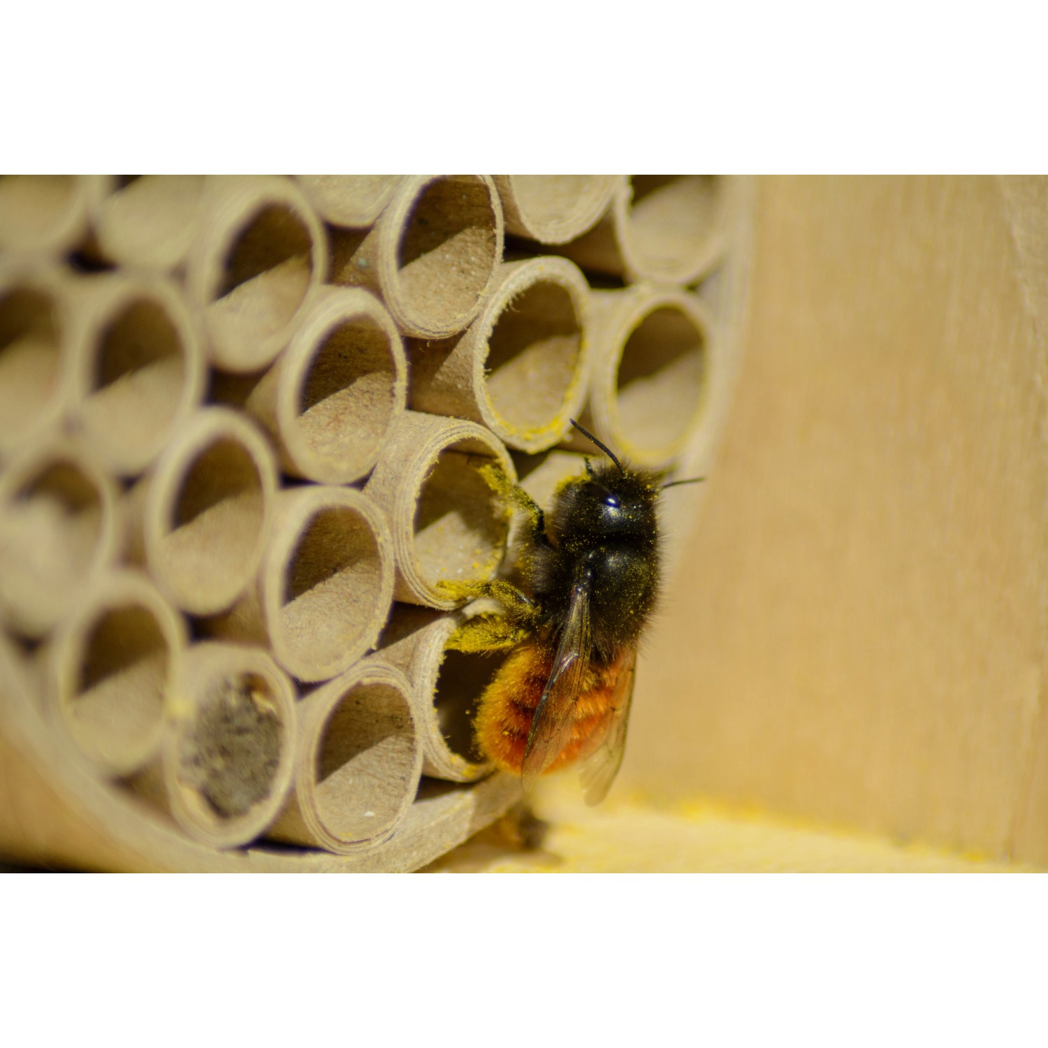 Wildbiene am Dobar Insektenhotel aus Birke, Nisthilfe für den Garten.