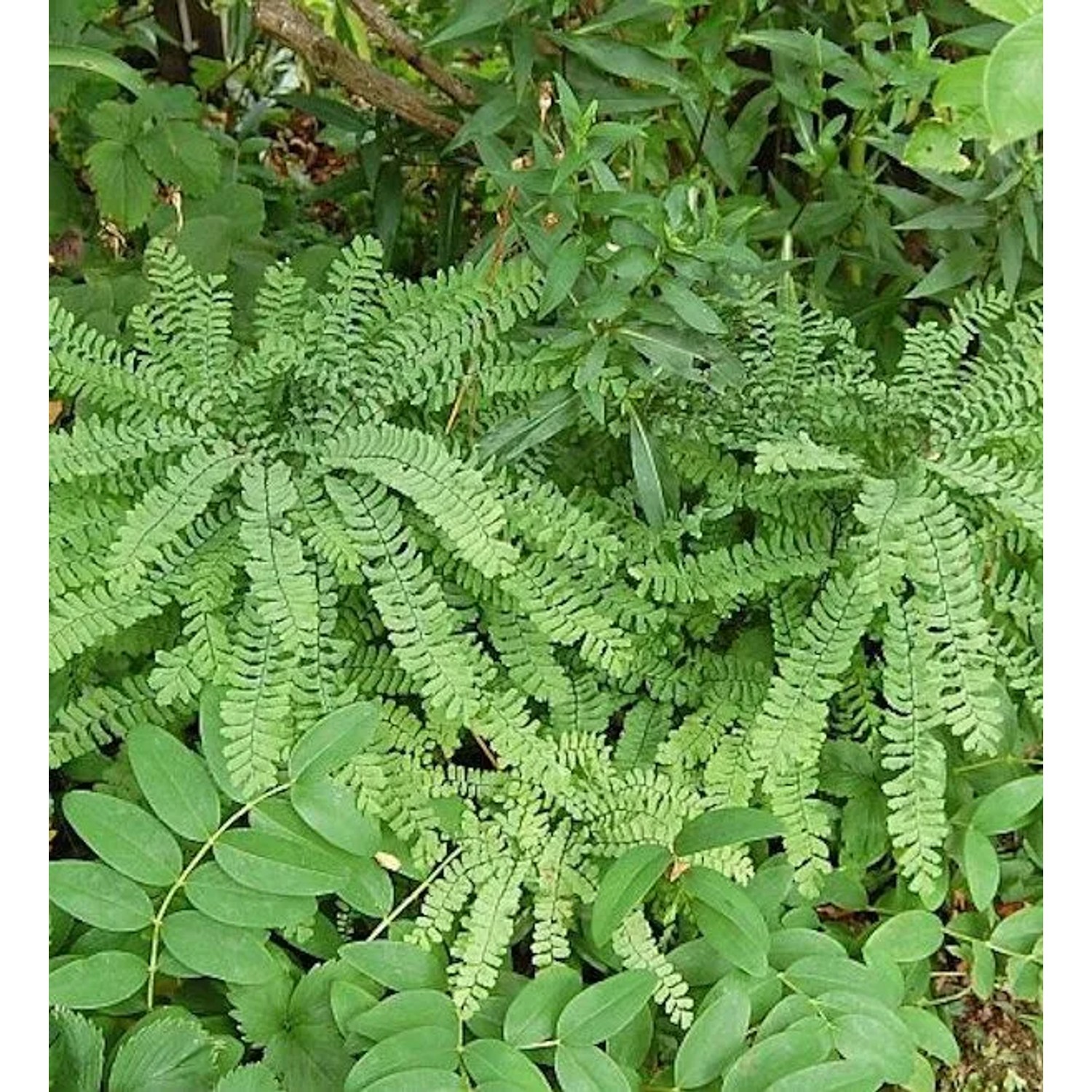 Pfauenradfarn - Adiantum pedatum