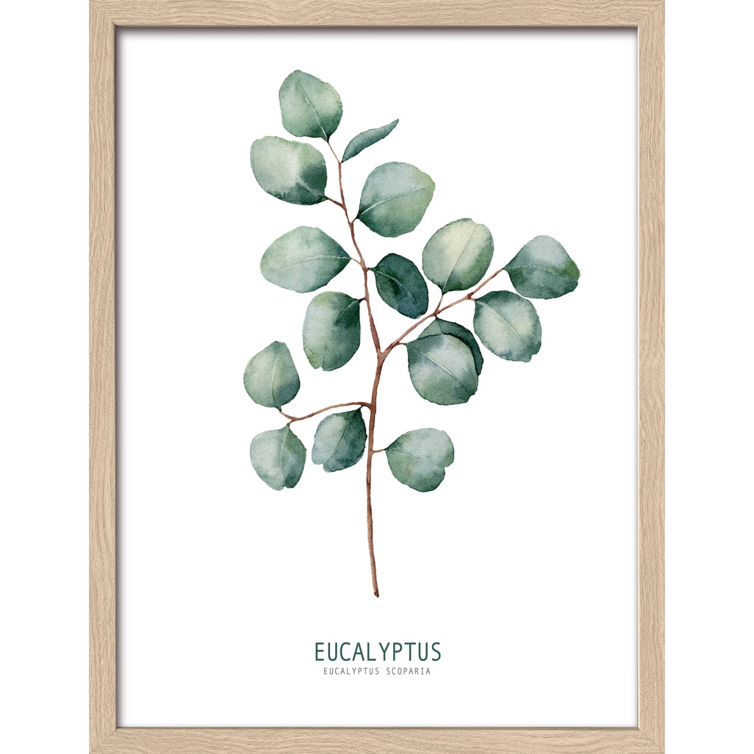 Bild mit Rahmen Anonymus Diff. Eucalyptus Branches ll 42,5 cm x 32,5 cm günstig online kaufen