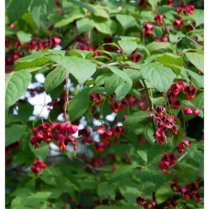 Großfrüchtiges Pfaffenhütchen (Euonymus planipes) mit roten Früchten und grünen Blättern.
