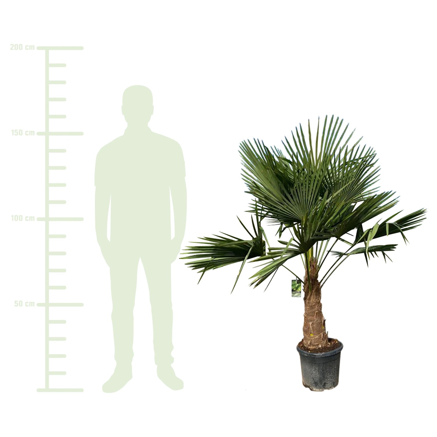 zimmerpflanzen yucca Yucca elephantipes mit Korb Ø24cm – Pflanze main image 0