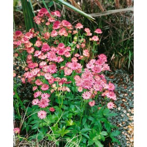 Rosa blühende Sterndolde 'Roma' im Topf, eine bienenfreundliche Staude für Beet und Garten.