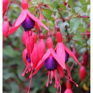 Fuchsie 'M. Popple' (Fuchsia magellanica) mit pink-lila Blüten.
