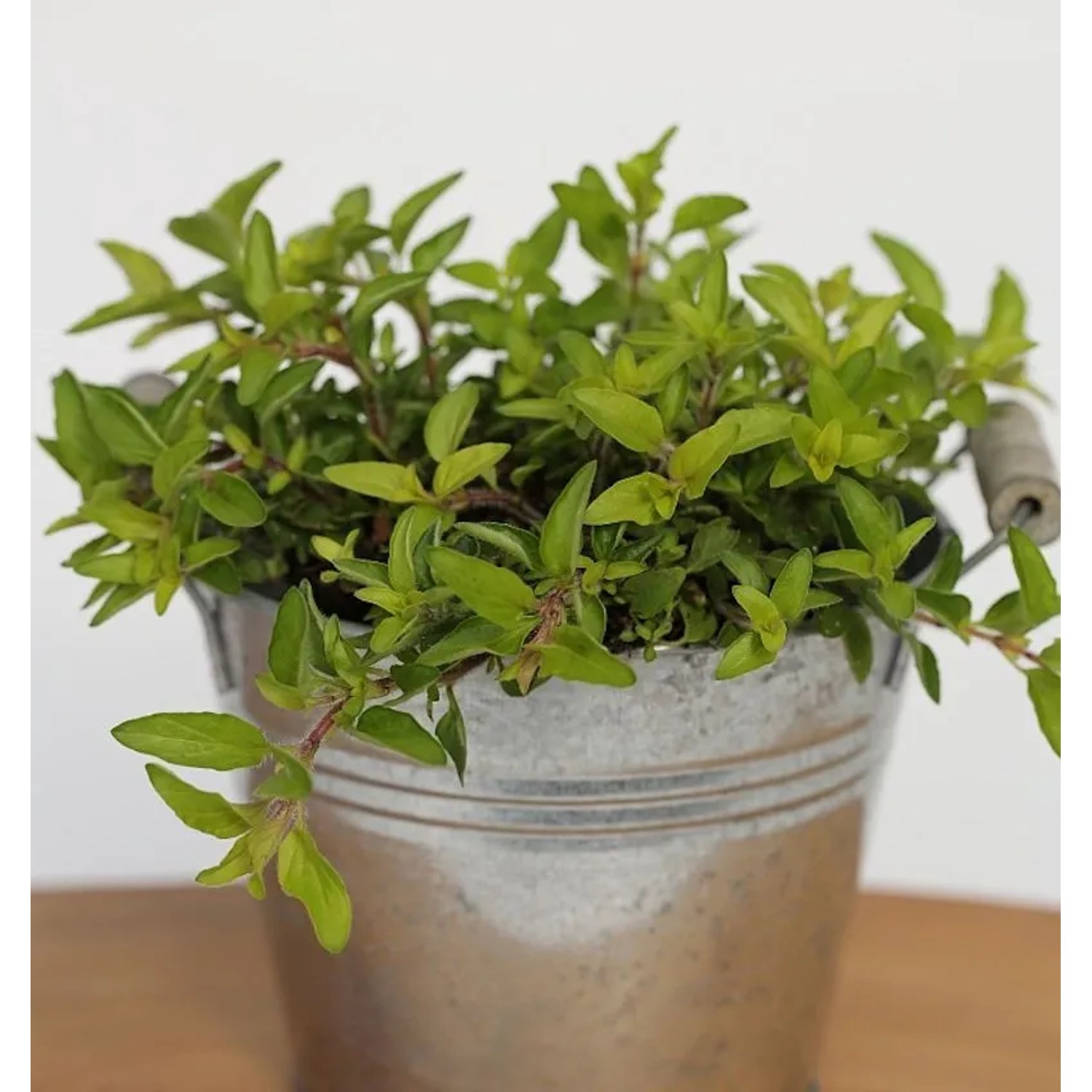 Wilder Majoran Aureum - Origanum vulgare