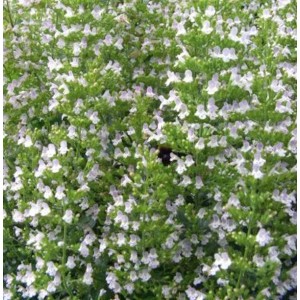 Blühende Katzenminze 'Veluw's Blauwtje' (Nepeta grandiflora) im Garten.
