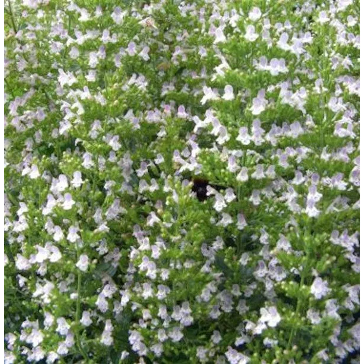 Katzenminze Veluw's Blauwtje - Nepeta grandiflora