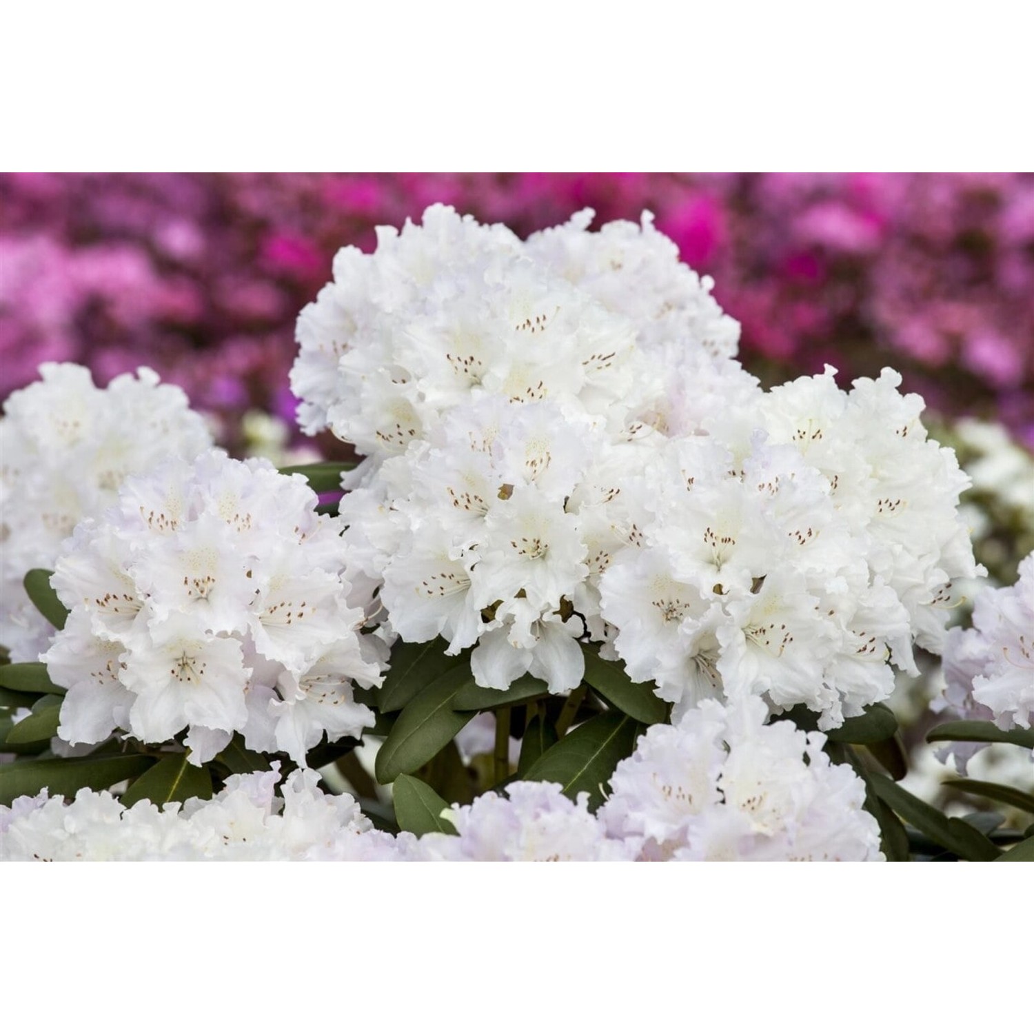Rhododendron Yakushimanum Yaku Angel Weiß 30–40 cm günstig online kaufen