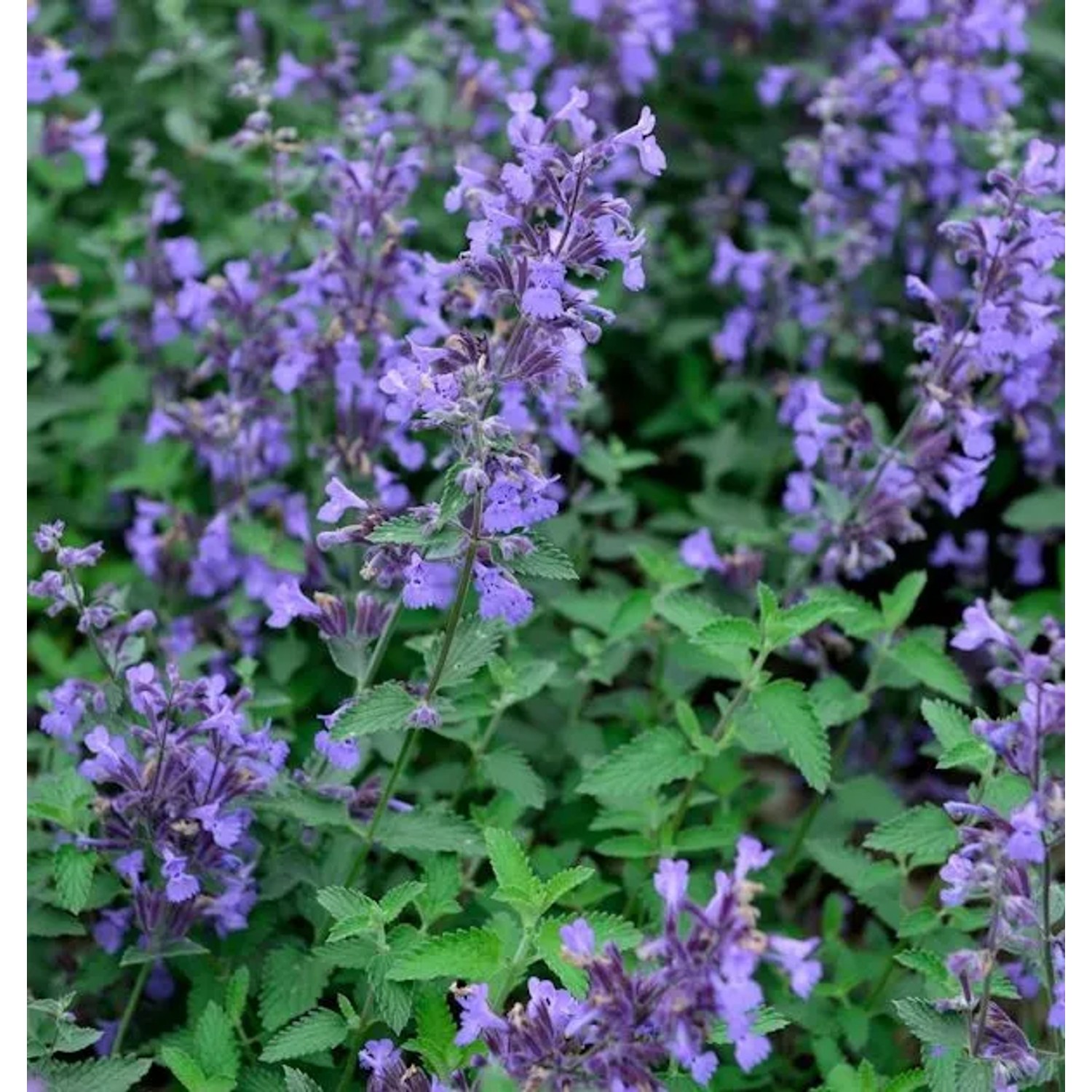 Katzenminze Senior - Nepeta faassenii