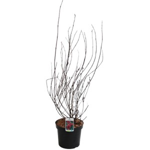 Weigelie Bristol Ruby im Topf, ca. 60-80 cm hoch. Blütenhecke mit roten Blüten.