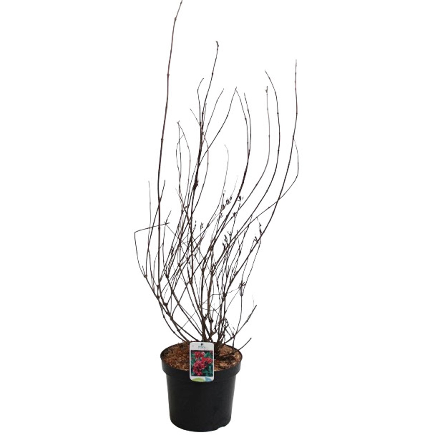 GROW by OBI Weigelie Bristol Ruby Rot Höhe ca. 60 - 80 cm Topf ca. 7,5 l