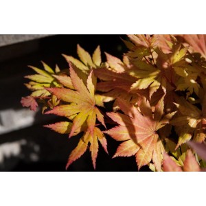 Acer Palmatum Autumn Moon: Japanischer Ahorn mit gelb-orangen Blättern.