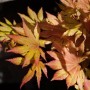 Acer Palmatum Autumn Moon: Japanischer Ahorn mit gelb-orangen Blättern.