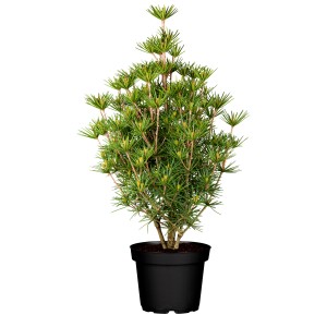 Japanische Schirmtanne im Topf, ca. 20-30 cm hoch, grüne Nadeln.