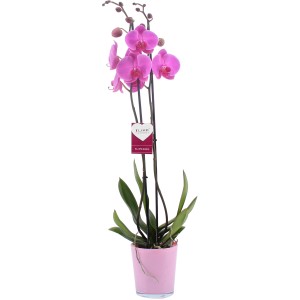 Schmetterlingsorchidee in Weiß-Rosa im Glasgefäß, Topfgröße ca. 12 cm.