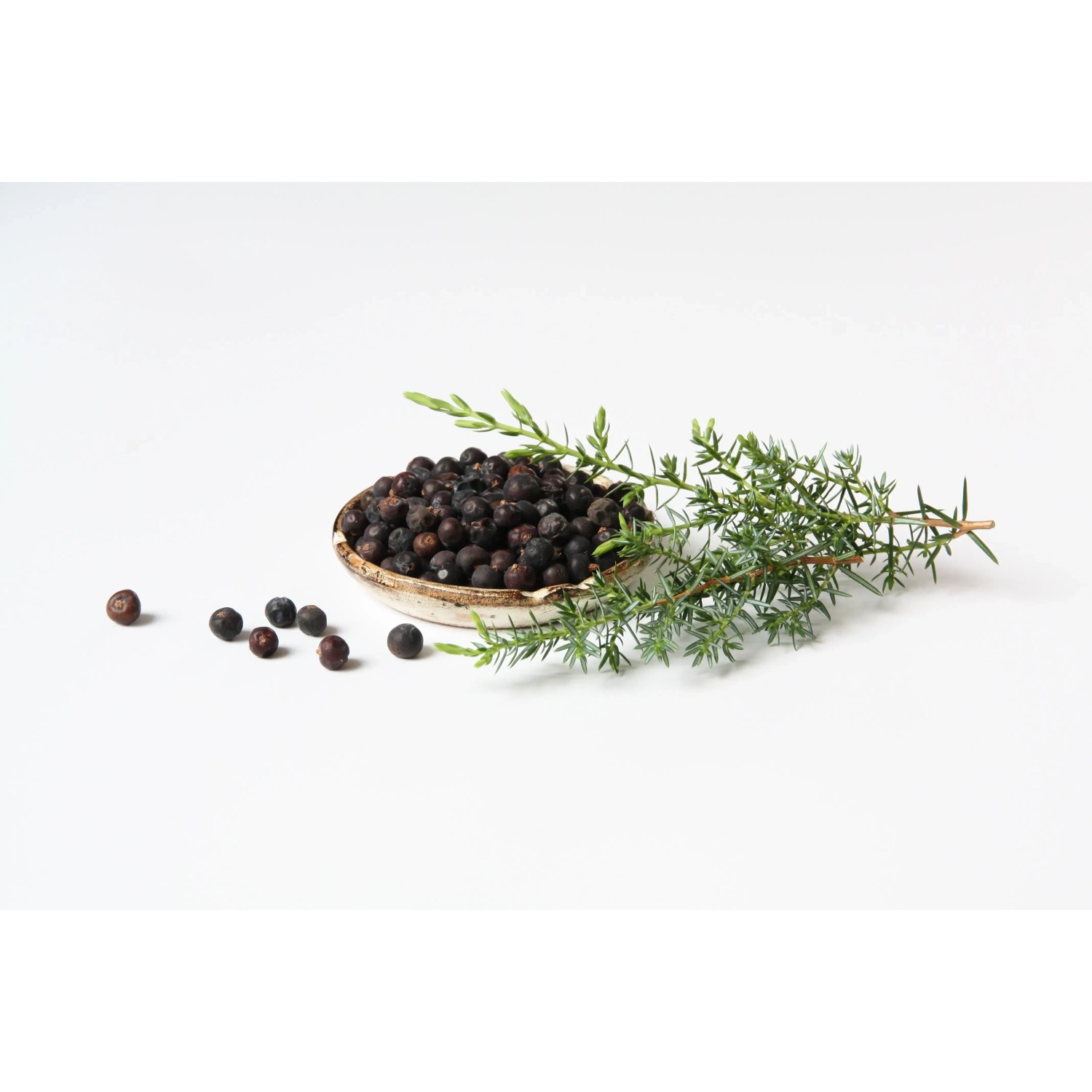 Blu Grill-Wacholder im Topf (Ø 12cm) mit Zweig und Beeren.