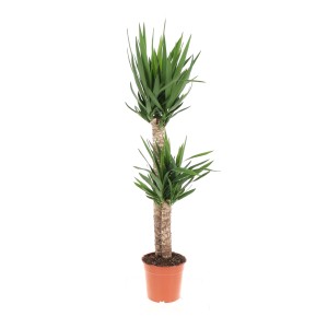 Palmlilie Höhe ca. 130 cm Topf-Ø ca. 24 cm Yucca