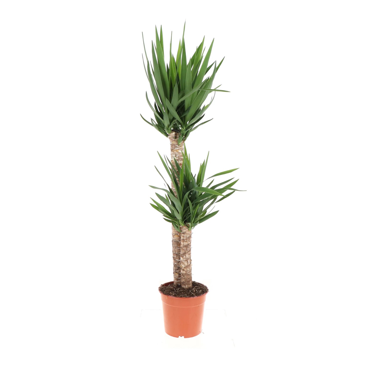 tropische farne kaufen Farn Set Klein - Terrarienpflanzen Set 9,99€ main image 0