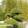 Formschnitt-Eibe (Taxus baccata) als Kugel, 80-90 cm, im Garten. Immergrüne Heckenpflanze.