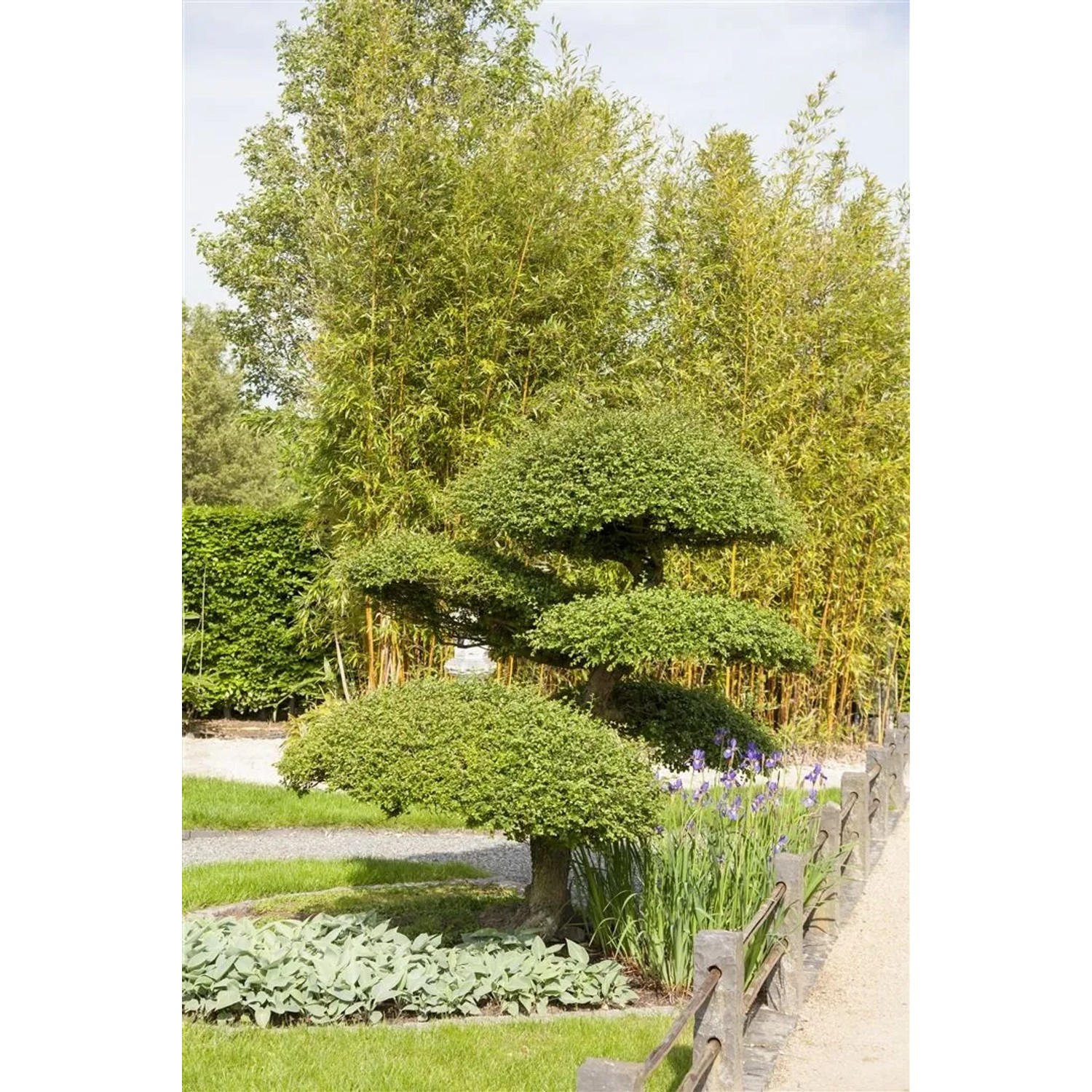 Formschnitt-Eibe (Taxus baccata) als Kugel, 80-90 cm, im Garten. Immergrüne Heckenpflanze.