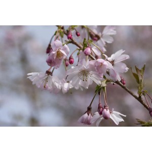 Nahaufnahme der rosa Blüten der Prunus Subhirtella Fukubana Zierkirsche.