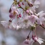 Nahaufnahme der rosa Blüten der Prunus Subhirtella Fukubana Zierkirsche.
