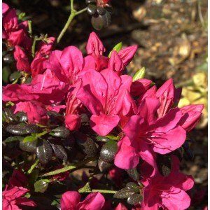 Nahaufnahme der leuchtend pinkfarbenen Blüten der Japanischen Azalee Maruschka.