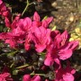Nahaufnahme der leuchtend pinkfarbenen Blüten der Japanischen Azalee Maruschka.