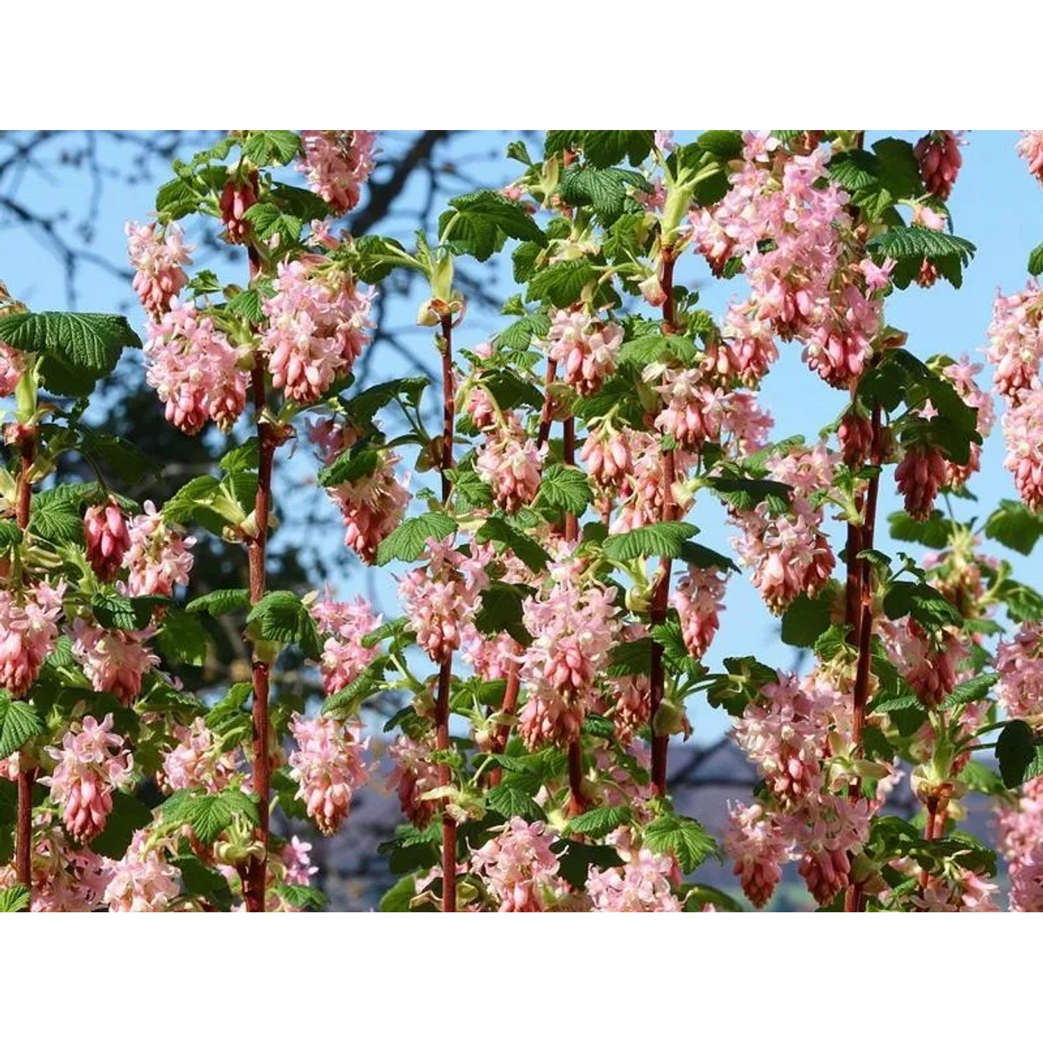 Blühende Baumfink Blutjohannisbeere (Topfpflanze, 40-60cm) mit rosa Blüten.