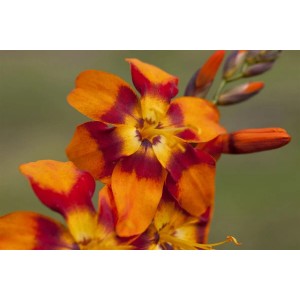 Orange-rote Montbretie 'Emily McKenzie' im Detail, eine blühende Zimmerpflanze mit exotischer Note.