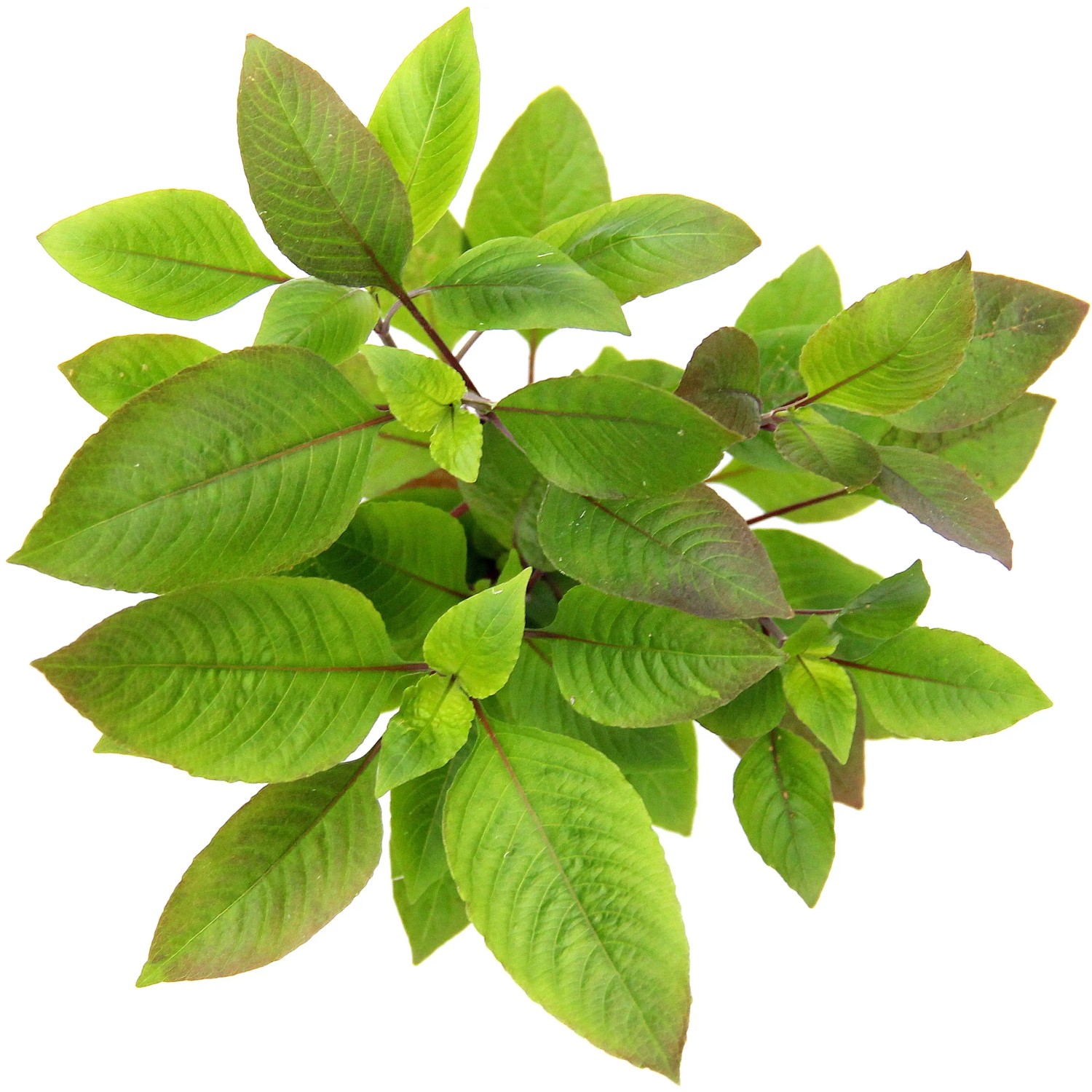 Dennerle Plants Aquariumpflanze Hygrophila Corymbosa mit grünen Blättern.