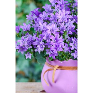 Blühende Blauranke (Campanula poscharskyana) im lila Topf. Bodendecker mit blauen Blüten.