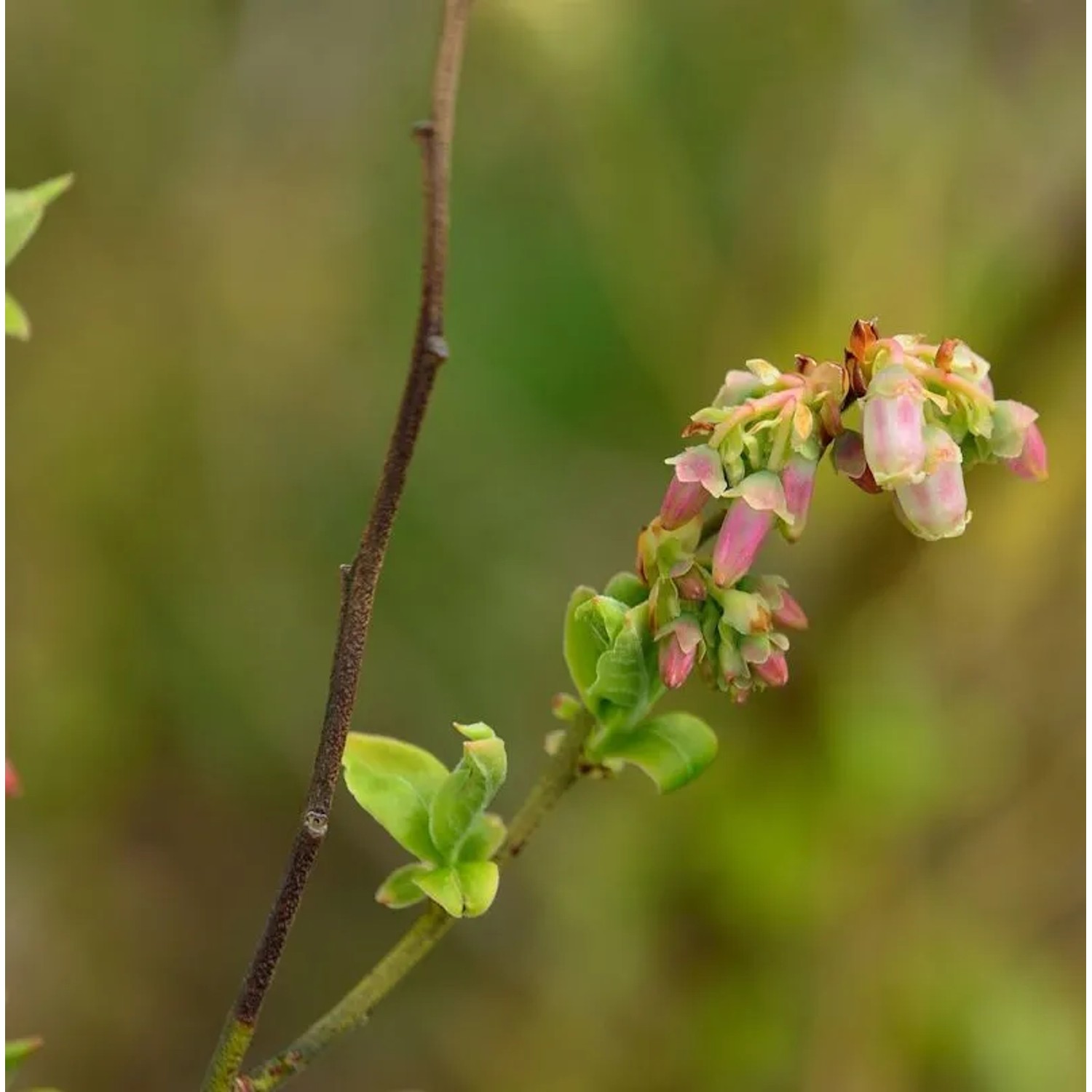 Heidelbeere Polaris 40-60cm - Vaccinium corymbosum
