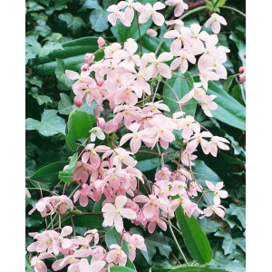 Immergrüne Clematis Armandii 'Apple Blossom' mit zartrosa Blüten vor grünem Hintergrund.