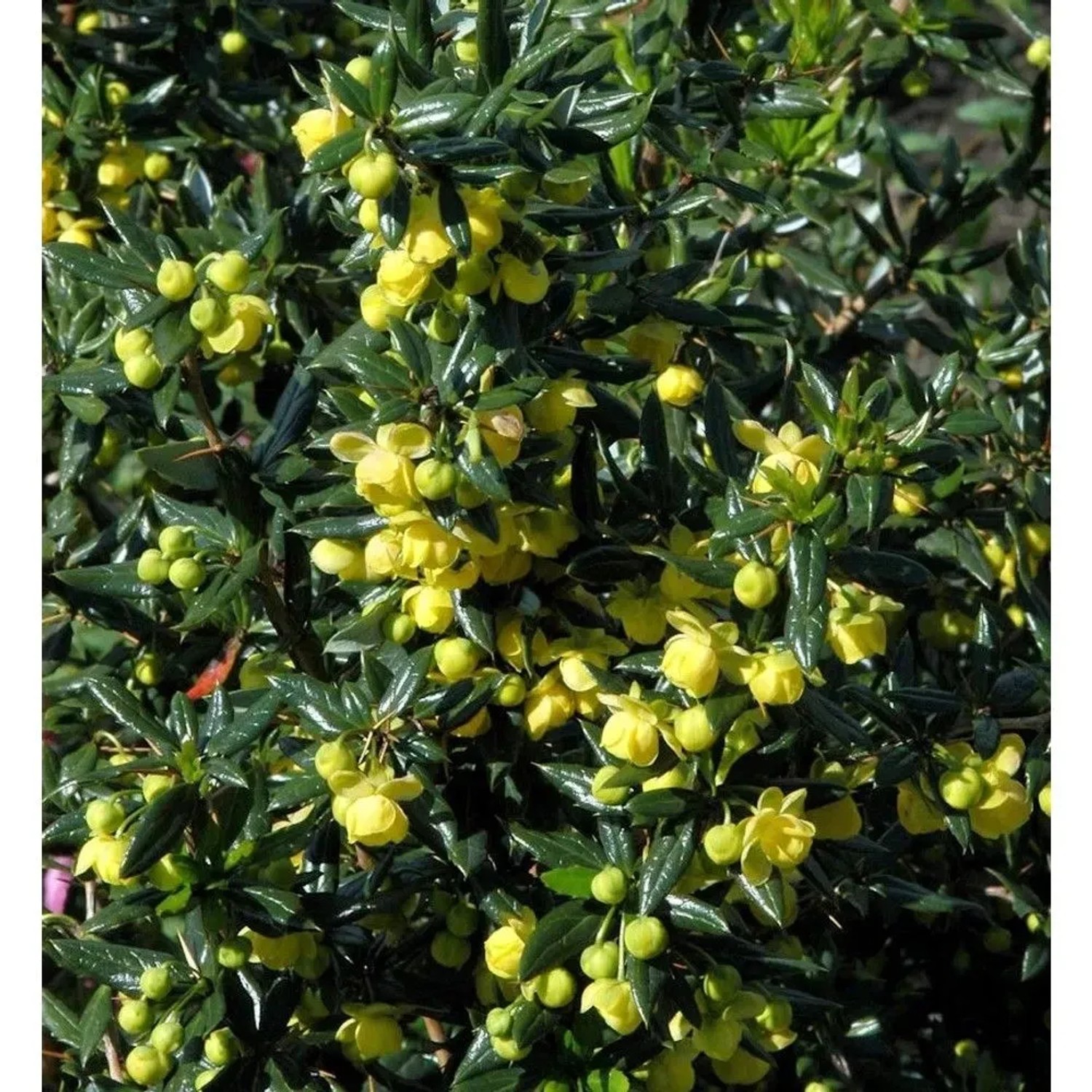 Immergrüne Kissenberberitze Jytte 20-25cm - Berberis candidula
