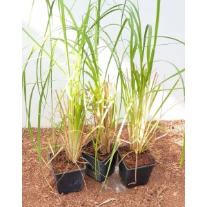 Drei Töpfe mit silbrig-weißem Pampasgras (Cortaderia Selloana), ca. 12 cm Topfgröße.