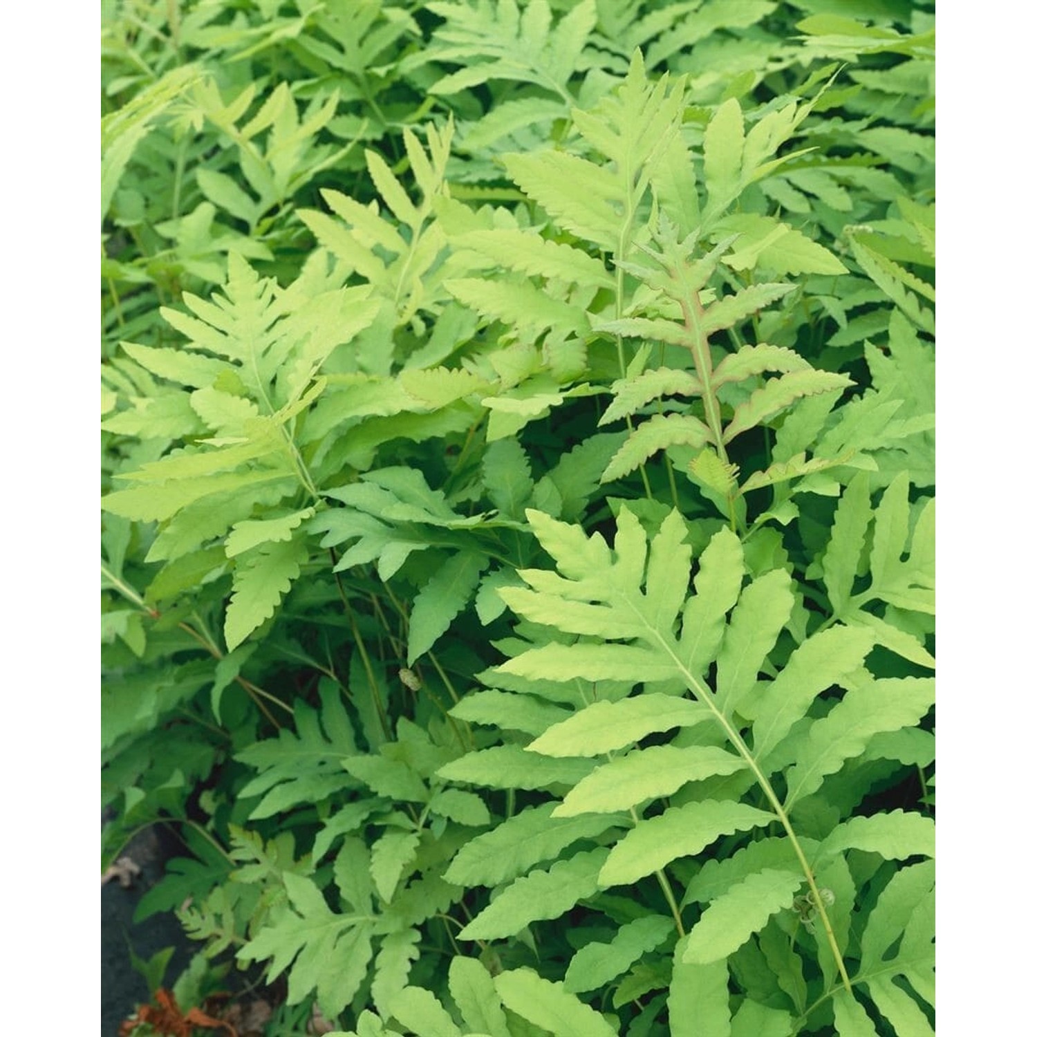 Onoclea Sensibilis Perlfarn Ca. 9x9 cm Topf günstig online kaufen