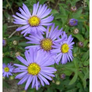 Sommeraster Butzemann (Aster amellus) mit lila Blüten und gelber Mitte im Detail.