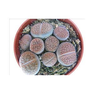 Exotenherz Lithops, lebende Steine im 5,5cm Topf. Sukkulenten mit grau-brauner Farbe und runder Form.