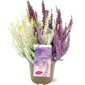 Calluna Trio Lavendel Cream im Topf, Heidekraut mit lila, weiß und pink Blüten.