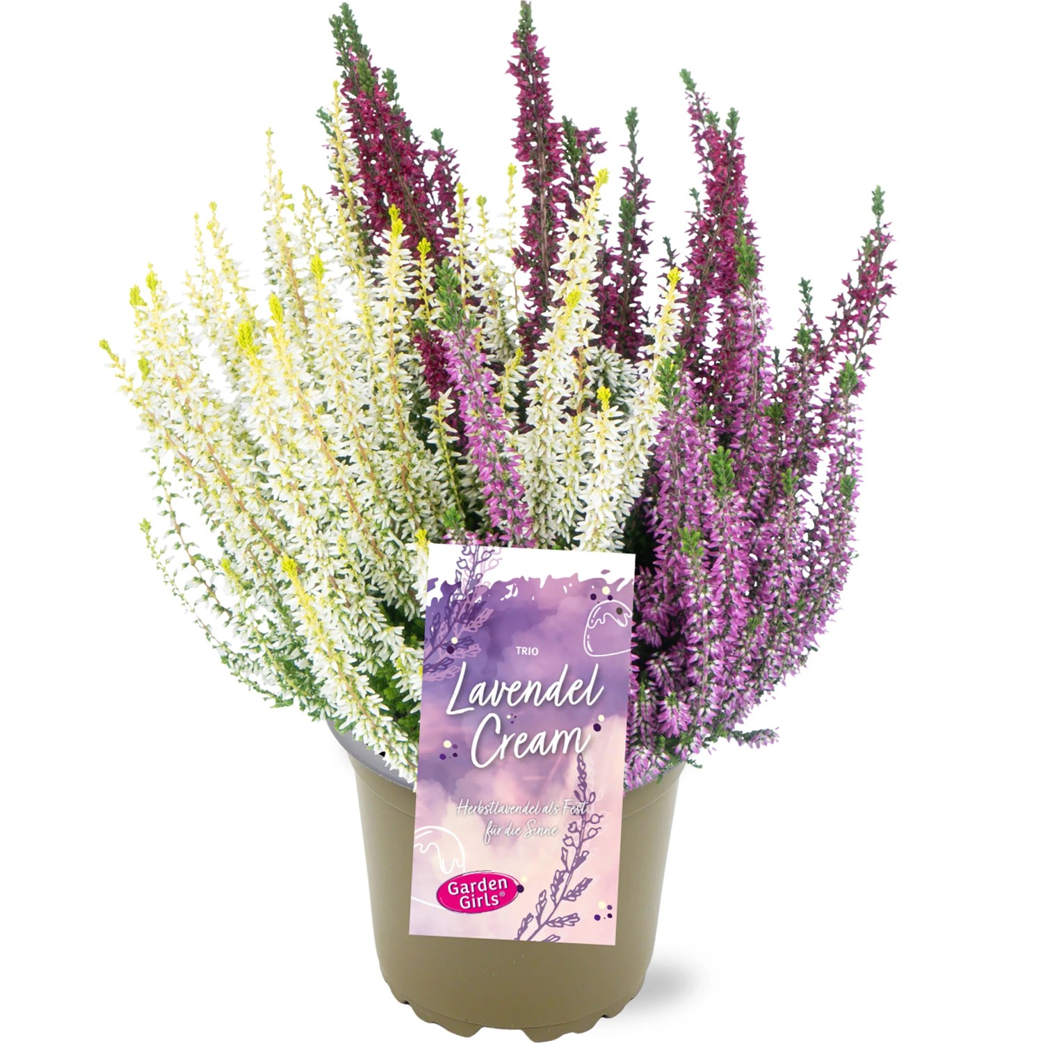Knospenheide Lavendel Cream Trio Topf Ø 11 cm Zwerggehölz