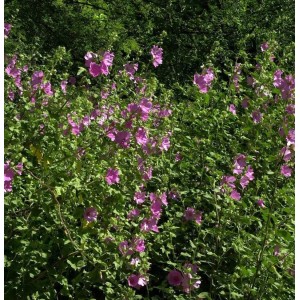 Buschmalve Rosea (Lavatera Olbia) mit pinkfarbenen Blüten im Garten.