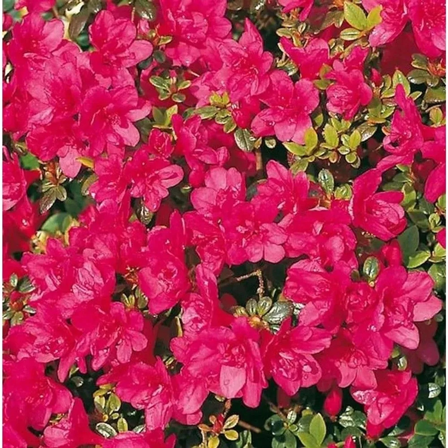 Die Nr-01.de Rhododendron obtusum Gislinde winterhart 25-30 cm kaufen bei  OBI