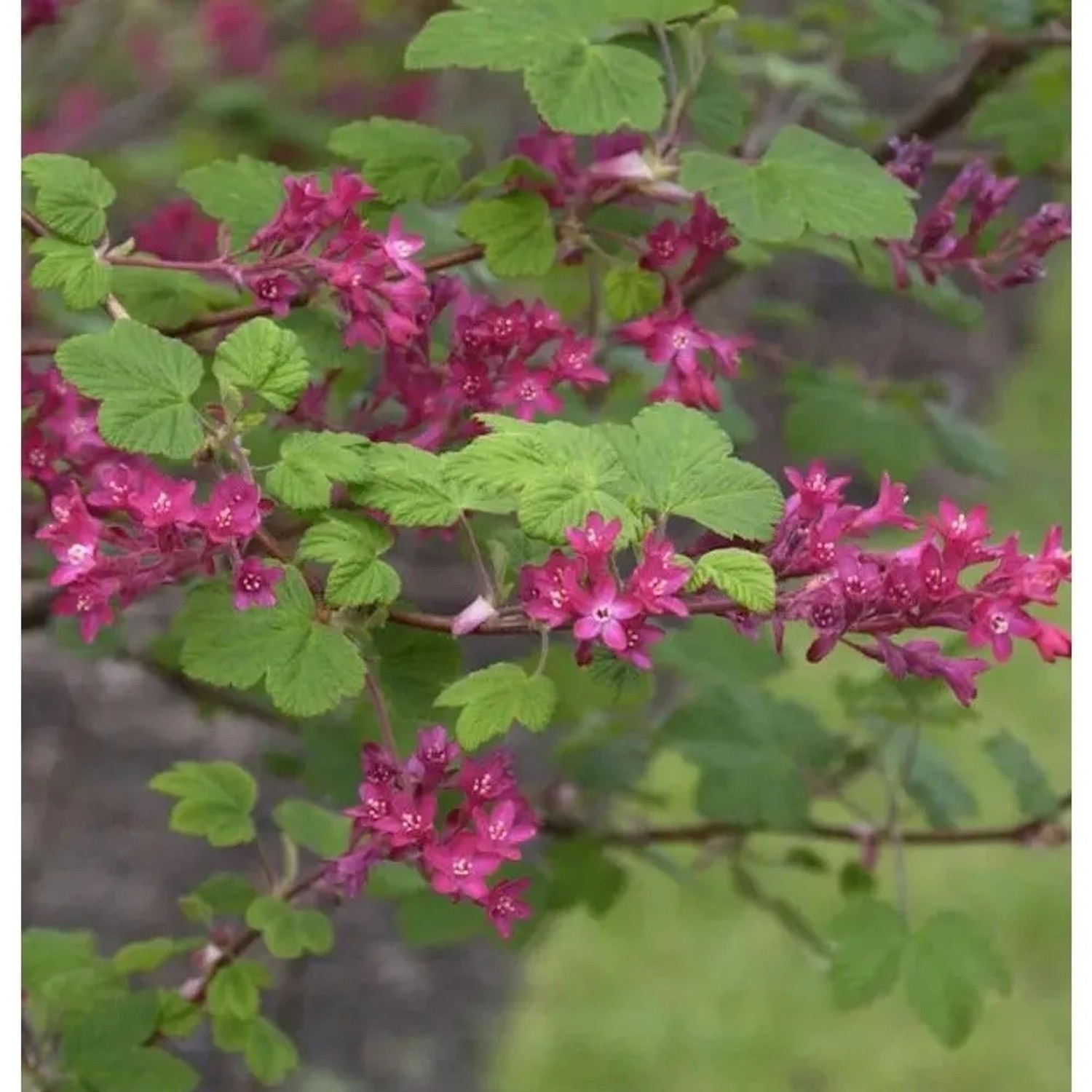 Blut Johannisbeere Pulborough Scarlet 60-80cm - Ribes sanguineum