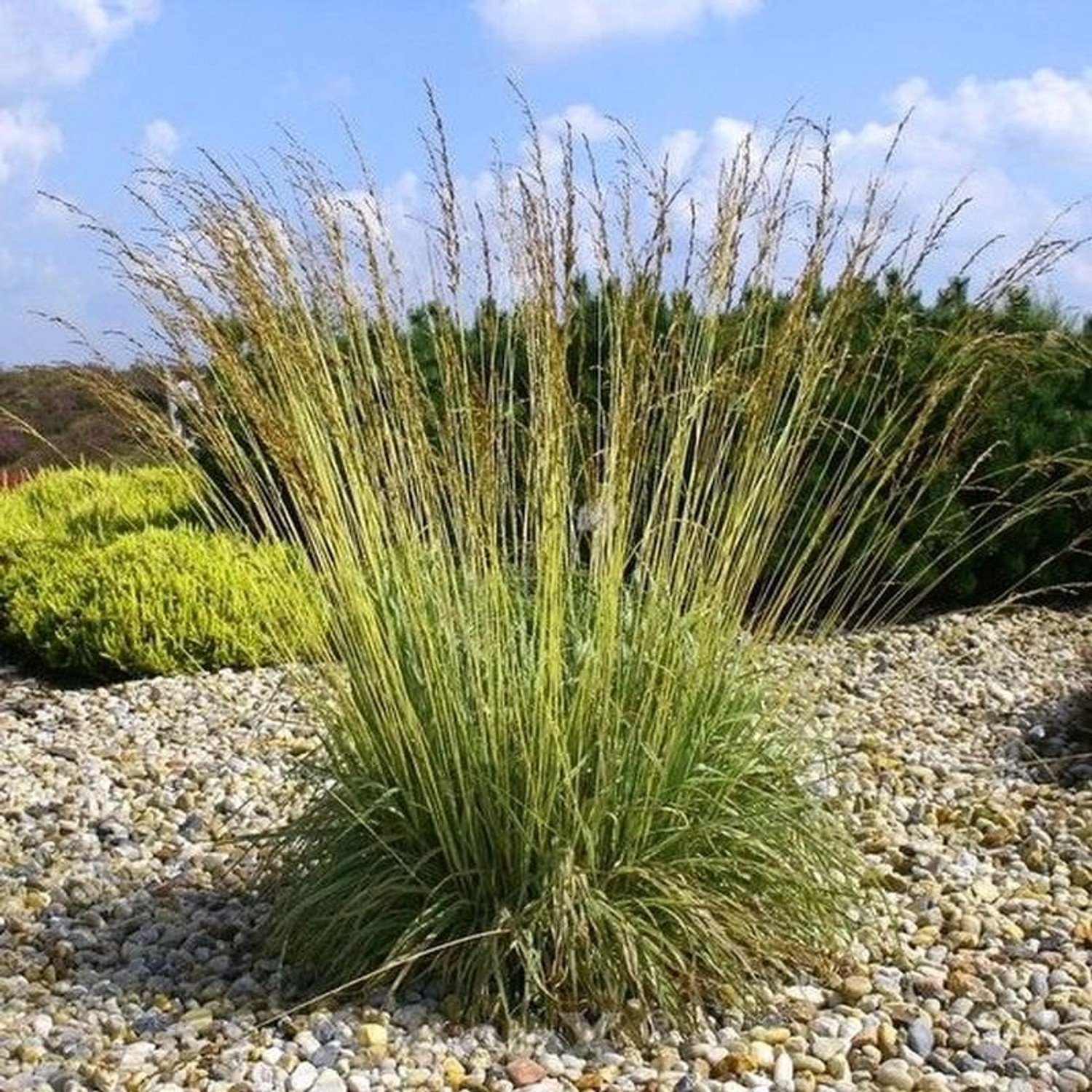 Pfeifengras Dauerstrahl - Molinia caerulea günstig online kaufen