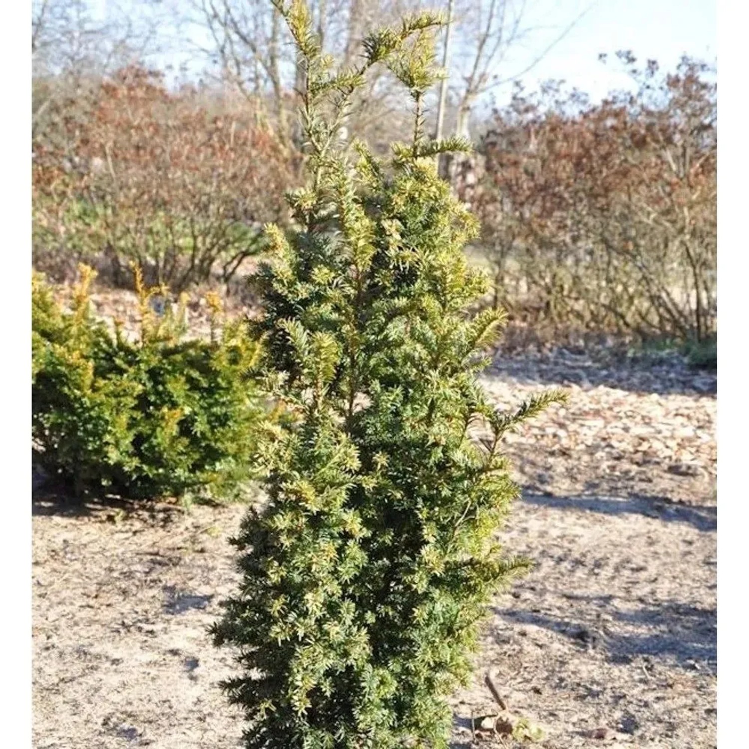 Goldgelbe Zwerg Säuleneibe Goldener Zwerg 40-50cm - Taxus baccata