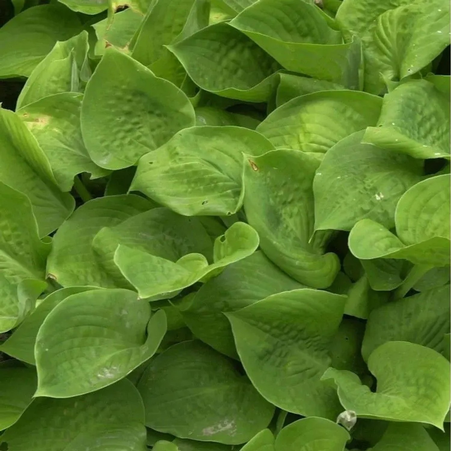 Nahaufnahme der grünen Blätter der Funkie Abby (Hosta cultorum), einer Staude.