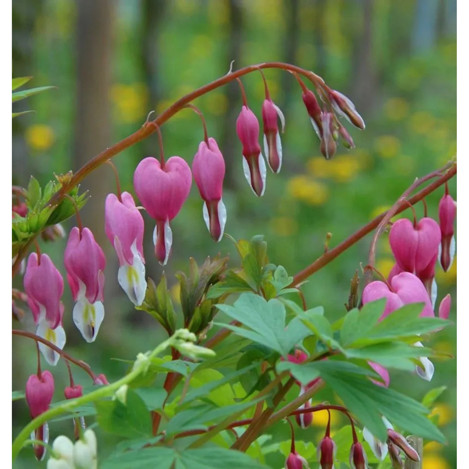 Tränendes Herz Stuart Boothman - Dicentra formosa