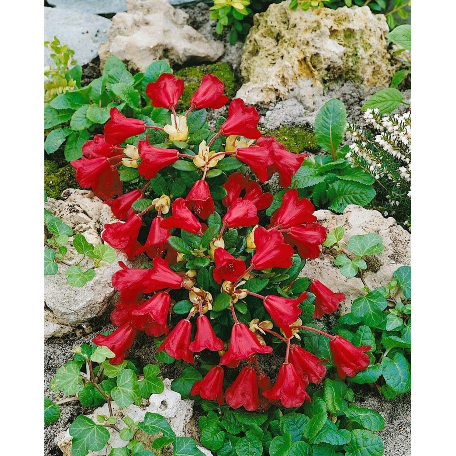 Rhododendron Repens Carmen Leuchtend Rot 30–40 cm günstig online kaufen