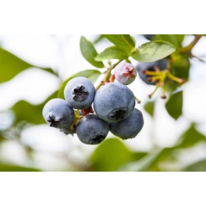 Nahaufnahme: Reife, blaue Heidelbeeren (Vaccinium Corymbosum Patriot) am Strauch mit grünen Blättern.